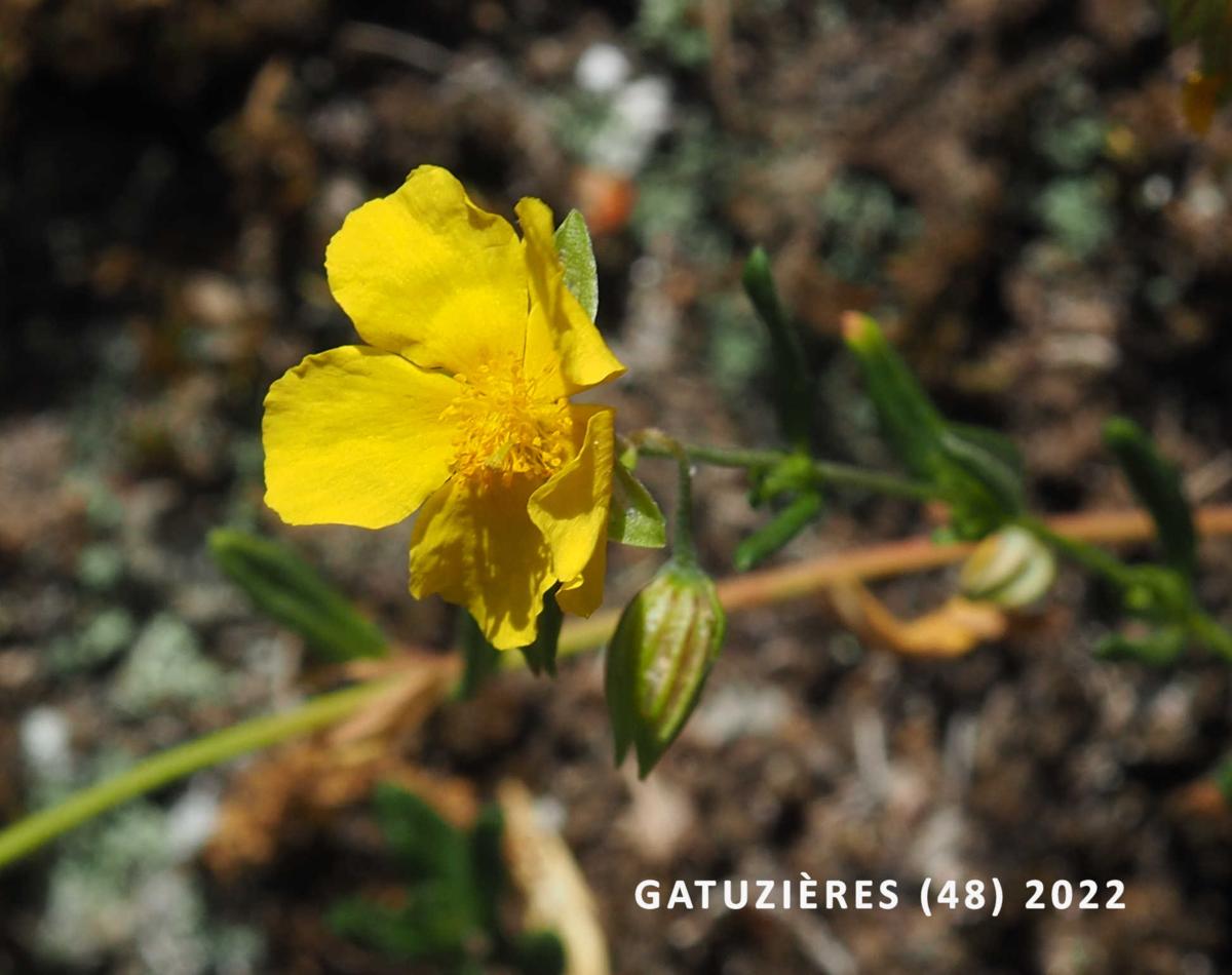 Rock-Rose, Common flower